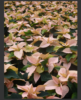 poinsettia zalm